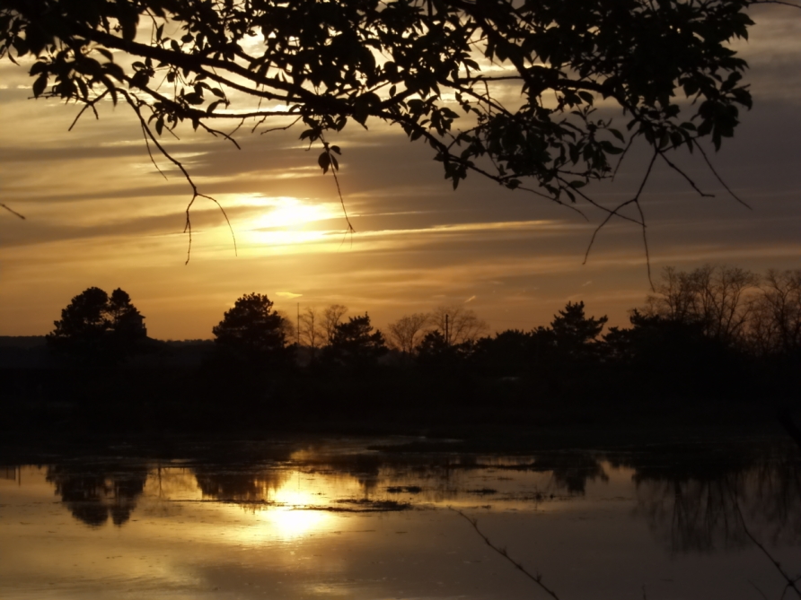 West Neck Pond